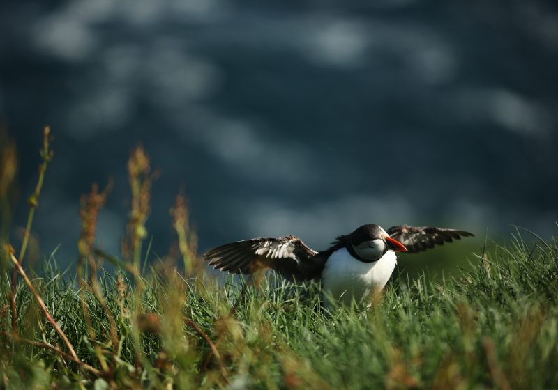 Puffin